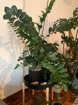 Mesa auxiliar con planta