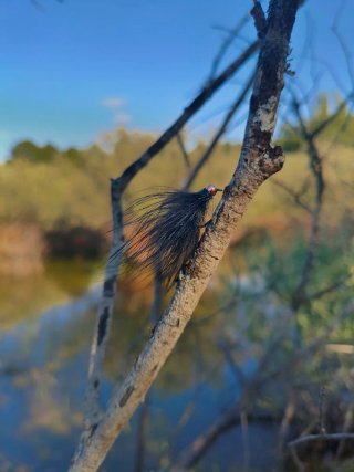 Microstreamer para pesca a mosca