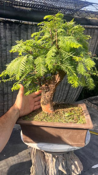 BONSAI METASECUOLLA / OLMO DE LOS PANTANOS