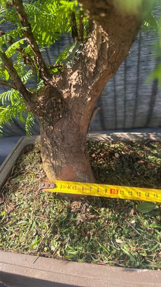 BONSAI METASECUOLLA / OLMO DE LOS PANTANOS