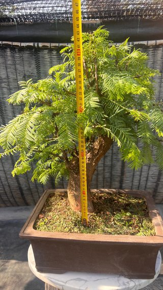 BONSAI METASECUOLLA / OLMO DE LOS PANTANOS