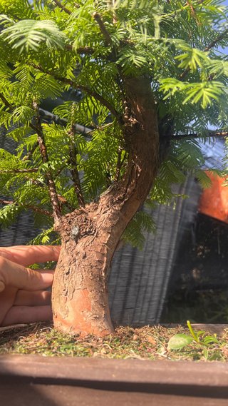 BONSAI METASECUOLLA / OLMO DE LOS PANTANOS