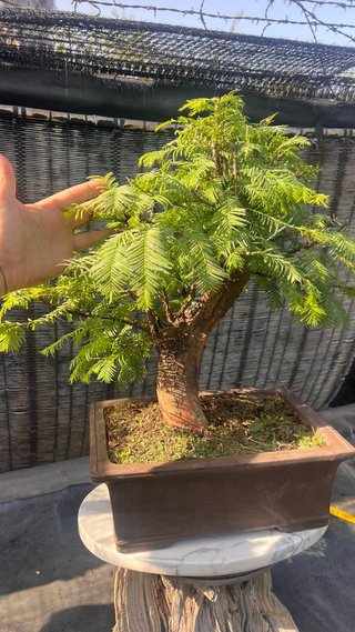 BONSAI METASECUOLLA / OLMO DE LOS PANTANOS