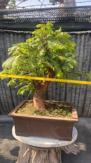 BONSAI METASECUOLLA / OLMO DE LOS PANTANOS