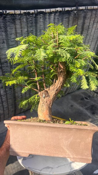 BONSAI METASECUOLLA / OLMO DE LOS PANTANOS
