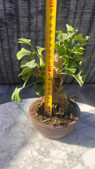 BONSAI MAME / SHOHIN GINKGO BILOBA