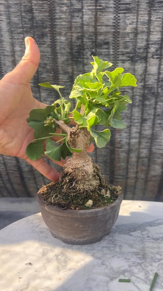 BONSAI MAME / SHOHIN GINKGO BILOBA