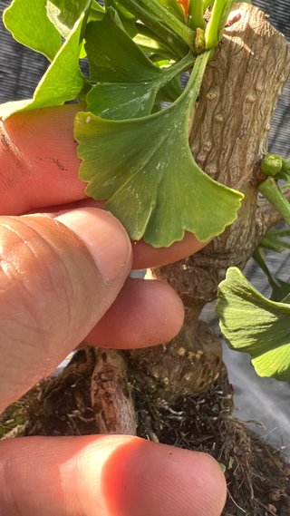 BONSAI MAME / SHOHIN GINKGO BILOBA