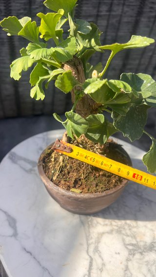 BONSAI MAME / SHOHIN GINKGO BILOBA