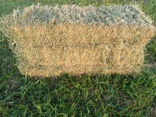 Alpacas de alfalfa