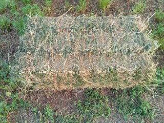 Alfalfa