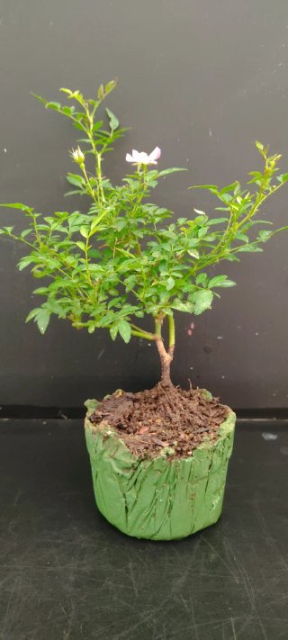 Bonsái Rosa del Japón