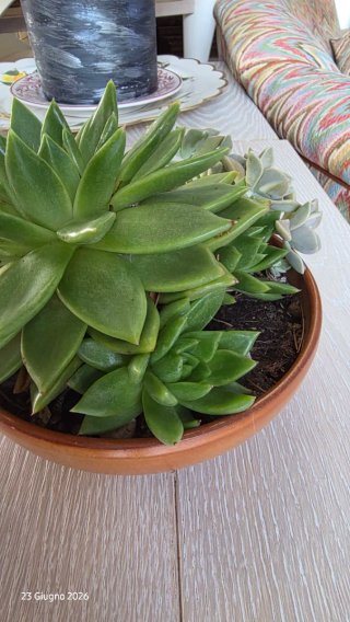 Composizione Echeveria Agavoides e Graptopetalum