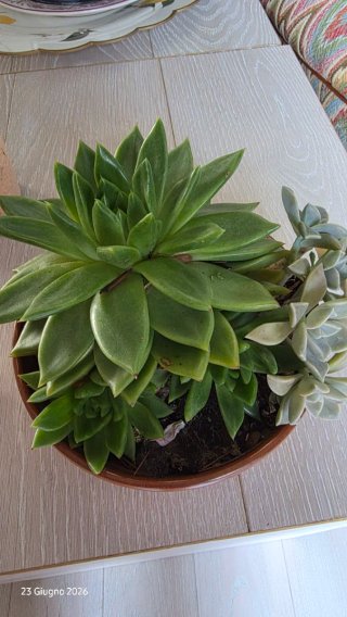 Composizione Echeveria Agavoides e Graptopetalum