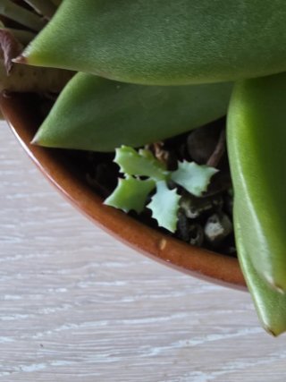 Composizione Echeveria Agavoides e Graptopetalum