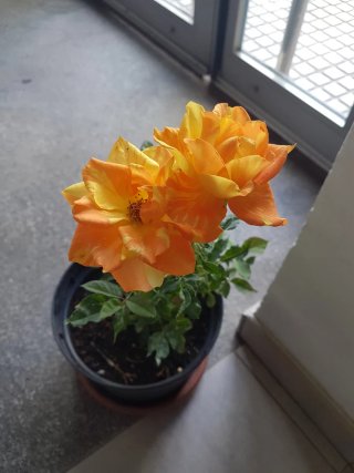 Rosa naranja y amarilla en maceta