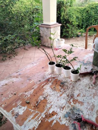 4 Plantas Jazmín Común para Trasplantar
