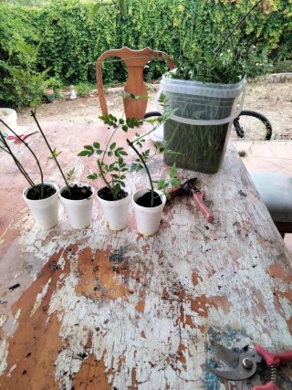 4 Plantas Jazmín Común para Trasplantar