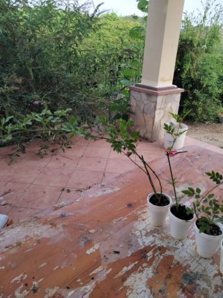 4 Plantas Jazmín Común para Trasplantar