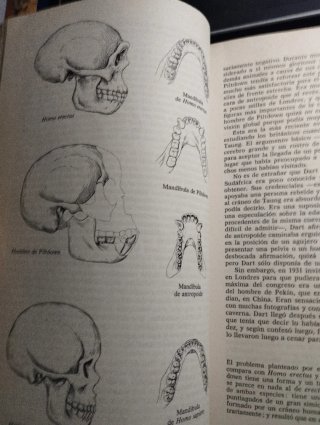 El primer antepasados del hombre.