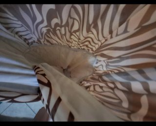 Abito lungo donna fantasia zebra