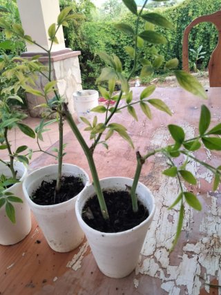 3 Plantas Jazmín Amarillo (Jasminum Humile)