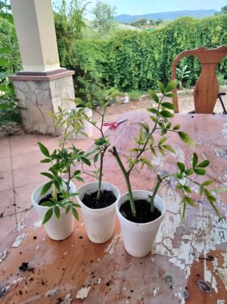3 Plantas Jazmín Amarillo (Jasminum Humile)