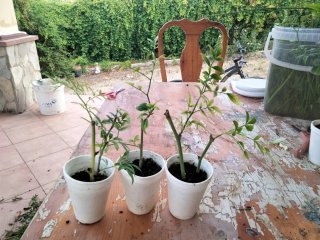 3 Plantas Jazmín Amarillo (Jasminum Humile)