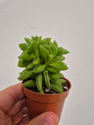 Planta suculenta peperomia happy bean