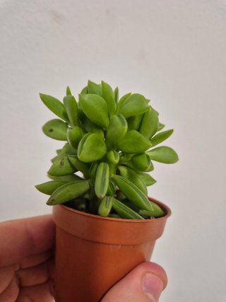 Planta suculenta peperomia happy bean
