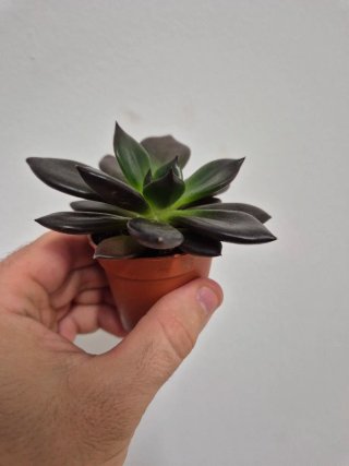 Planta Suculenta echeveria black prince