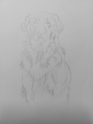 Dibujo a lápiz de perro