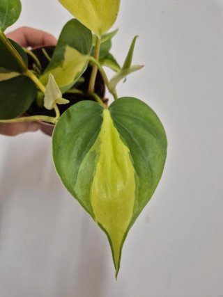 Planta potho Philodendron Brasil