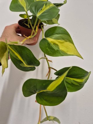 Planta potho Philodendron Brasil