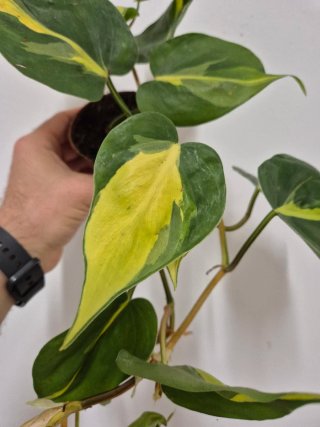 Planta potho Philodendron Brasil