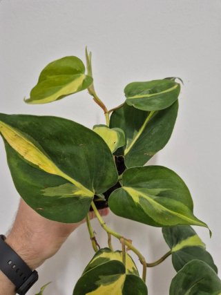 Planta potho Philodendron Brasil