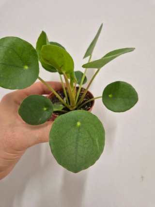Planta Pilea Peperomioides