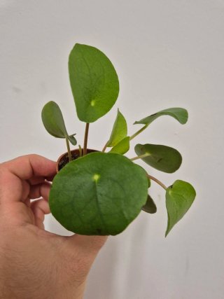 Planta Pilea Peperomioides