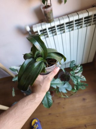 Orquídea Phalaenopsis minimark