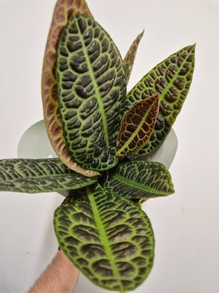 Planta labisia turtle back kura kura