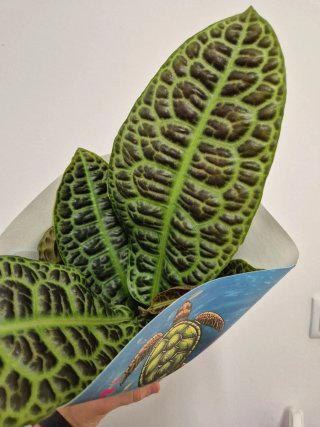 Planta labisia turtle back kura kura