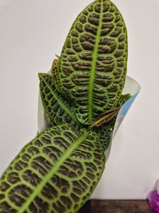 Planta labisia turtle back kura kura