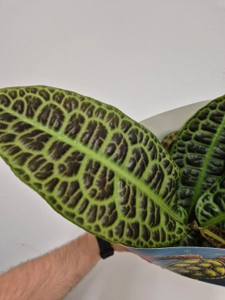 Planta labisia turtle back kura kura