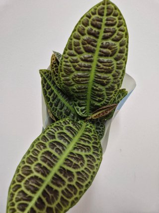 Planta labisia turtle back kura kura