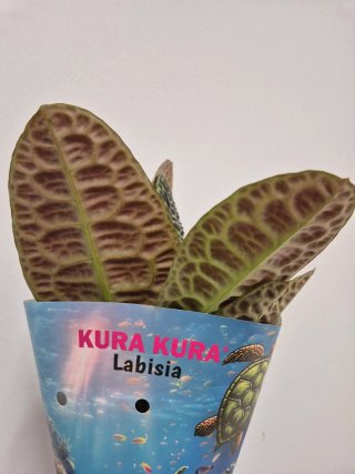 Planta labisia turtle back kura kura