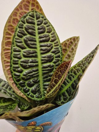 Planta labisia turtle back kura kura