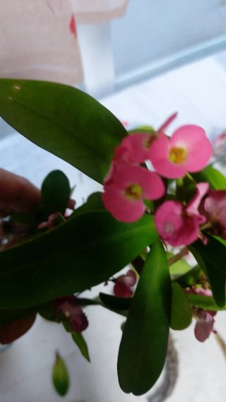 3 esquejes de Euphorbia