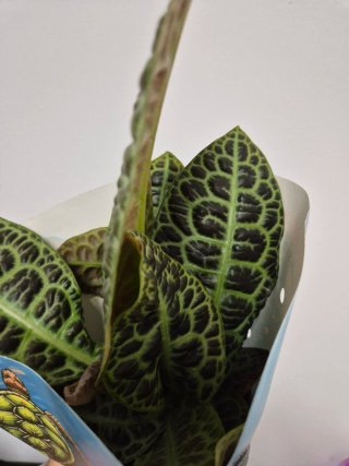 Planta labisia turtle back kura kura