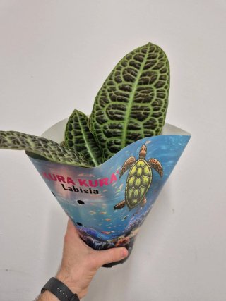 Planta labisia turtle back kura kura
