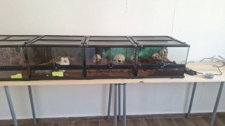 3 terrarios Exoterra 150 los 3